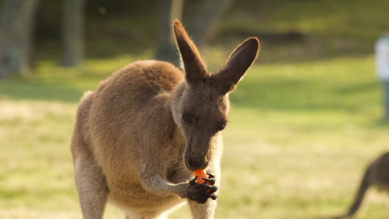 A kangaroo holds food in its forepaws on the grass
