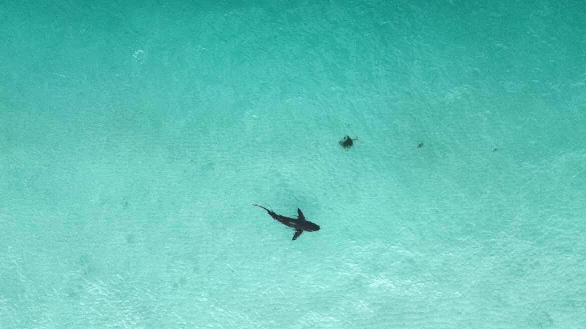 A shark swims in clear turquoise water